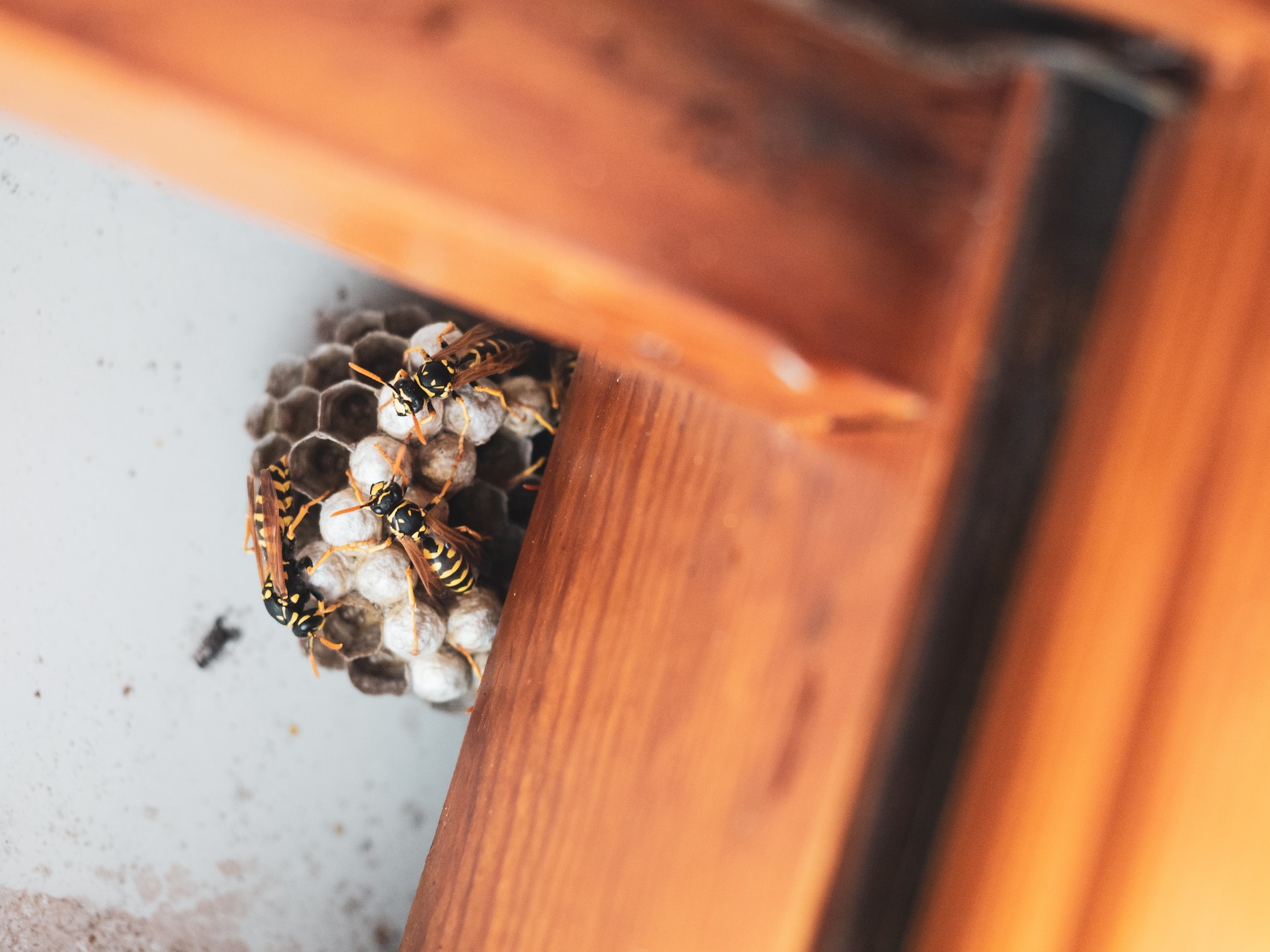 Keeping Insects Top Ways To Keep Insects And Rodents Out Of Your House - North Shore ...