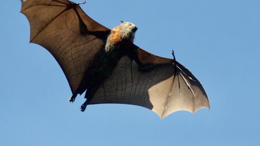 7 Proven Tips To Keep Bats Away From Your Home - Northern Sky Magazine