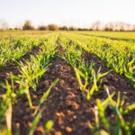 soil health