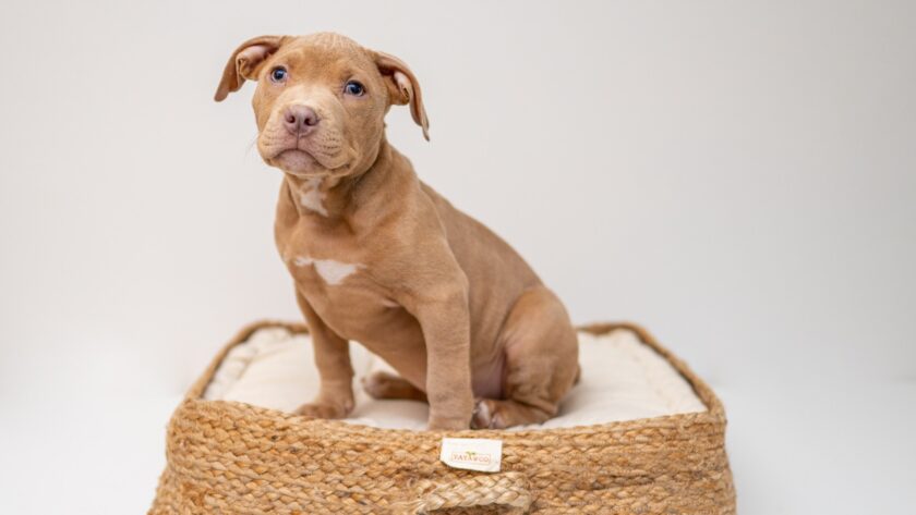 pitbull puppy