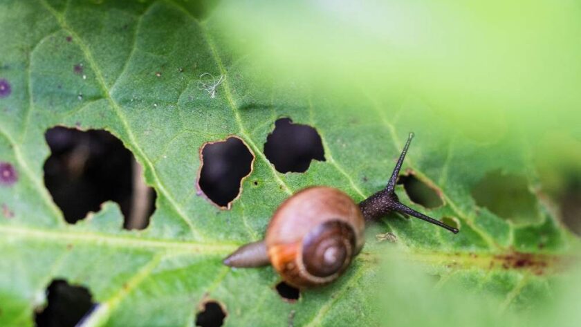 Pest Control Beyond Insects