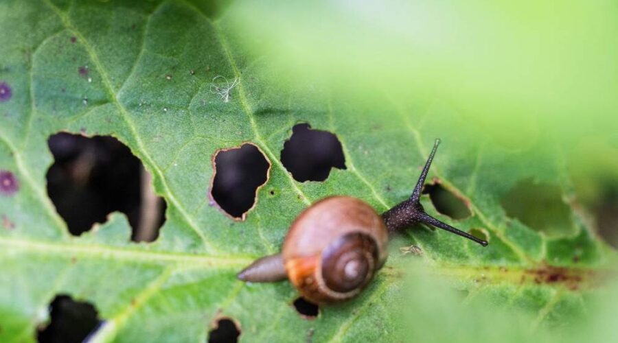 Pest Control Beyond Insects