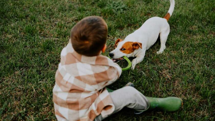 Can You Hire a Dog Bite Lawyer if Your Child Was Bitten By a Dog