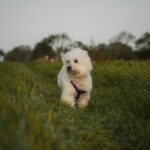 Common Pet Hazards: How to Keep Your Furry Friends Safe