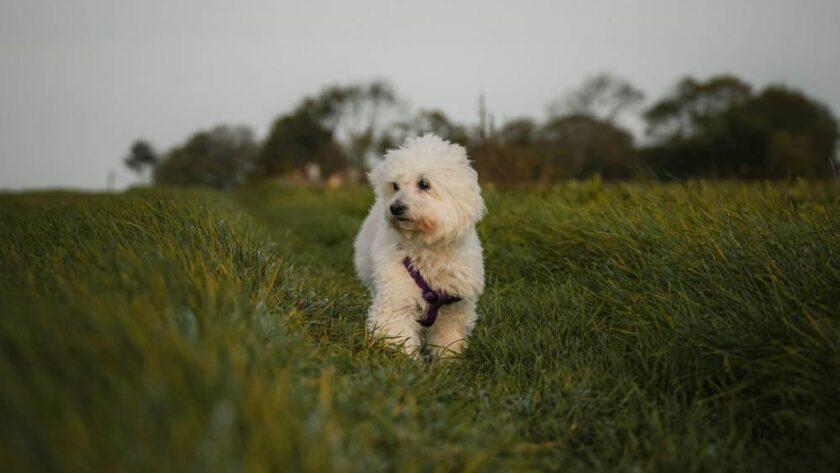 Common Pet Hazards: How to Keep Your Furry Friends Safe