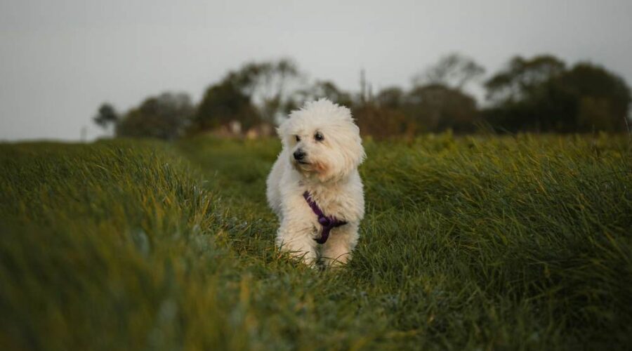 Common Pet Hazards: How to Keep Your Furry Friends Safe