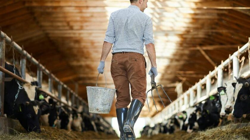 How to Arrange Your American Barn Shed For Greater Efficiency and Organisation