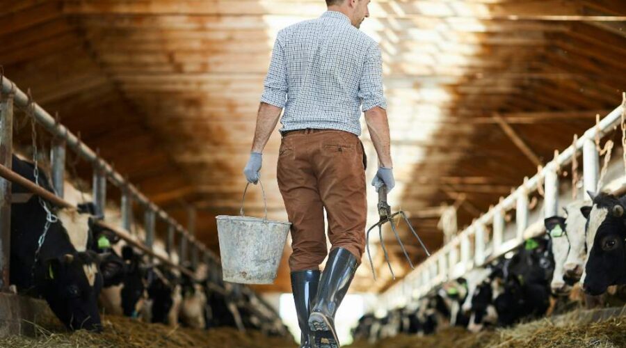 How to Arrange Your American Barn Shed For Greater Efficiency and Organisation