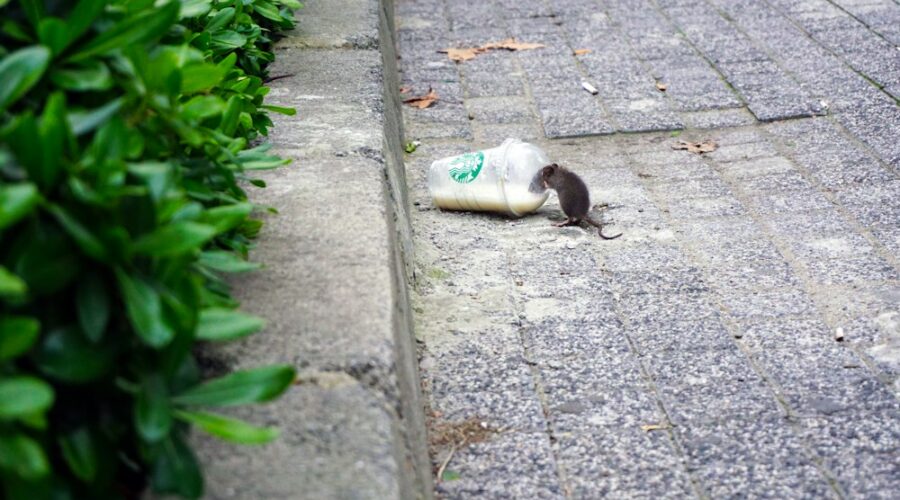 Say No to Mice