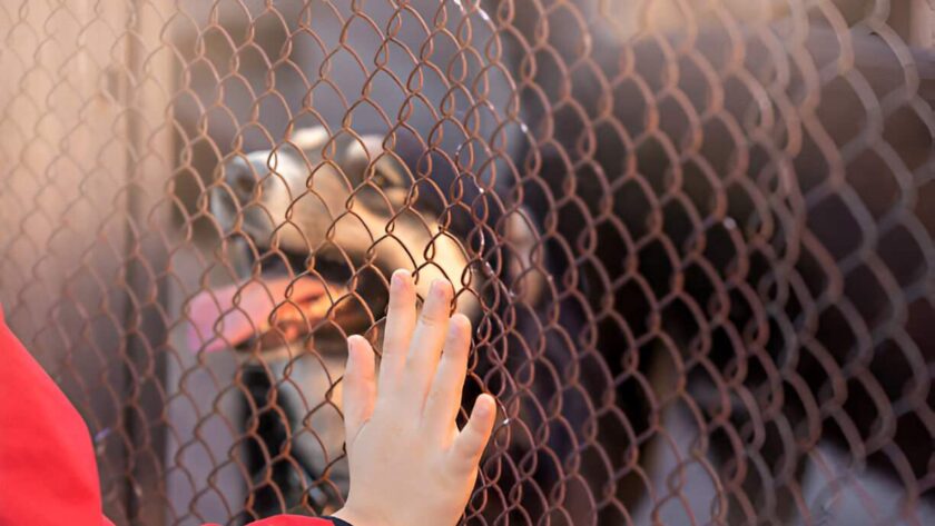 a practical guide for prospective pet parents to answer if a dog right for you