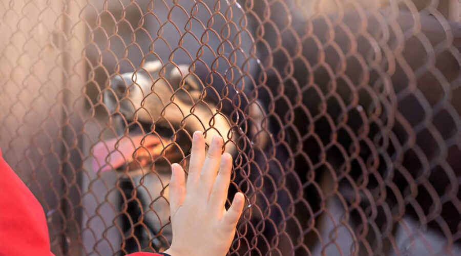 a practical guide for prospective pet parents to answer if a dog right for you